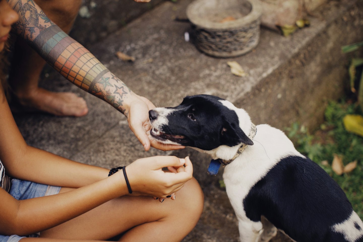 Due persone accarezzano un cane bianco e nero all'aperto.