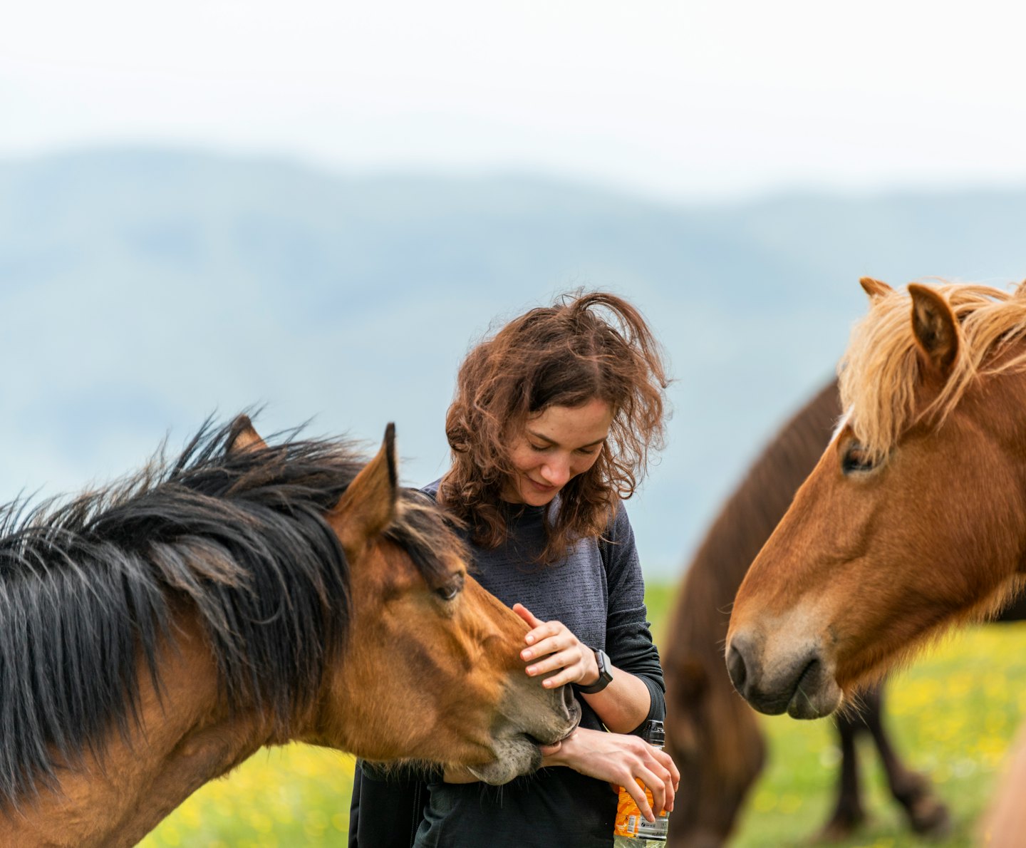 Donna dà da mangiare a un cavallo marrone in un prato verde.