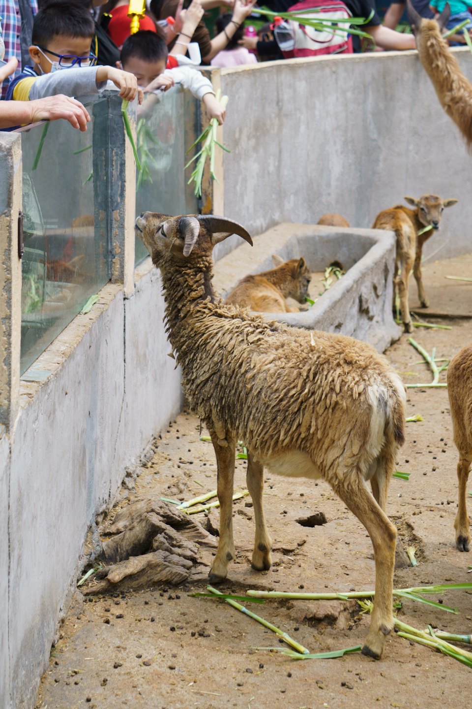 Due bambini danno da mangiare erba a un animale cornuto allo zoo.